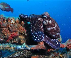 HMAS Brisbane Dive Site - Hotel VIC 2