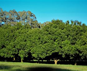 Medowie Macadamias - Hotel VIC 6