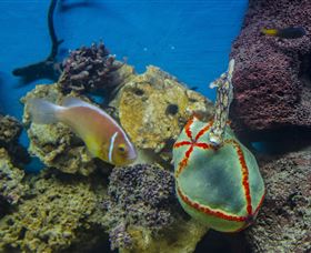 Irukandji Shark And Ray Encounters - Hotel VIC 6