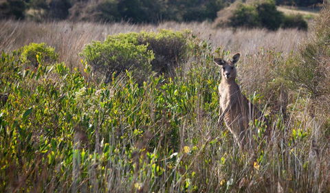 Murramarang Aboriginal Area Walking Track - Hotel VIC 0
