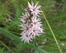 Booderee National Park: Green Patch And Telegraph Creek Walking Tracks - Hotel VIC 5
