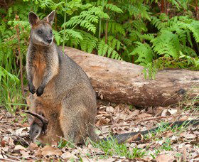 Booderee National Park: Green Patch And Telegraph Creek Walking Tracks - Hotel VIC 7