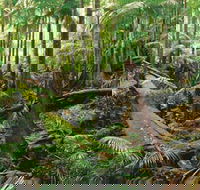 Wollumbin-Mount Warning National Park