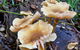 Rainforest Walk - thumb 3