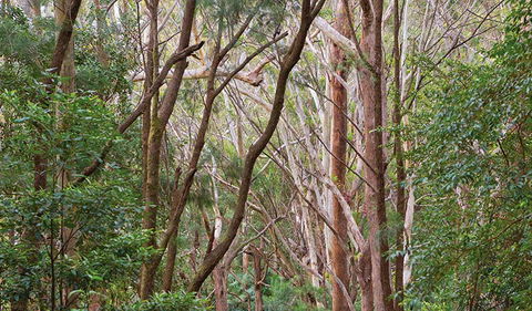 Ulidarra National Park - Hotel VIC 1
