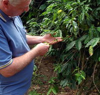 Wombah Coffee Plantation - Hotel VIC