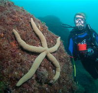 Cook Island Dive Site - Hotel VIC