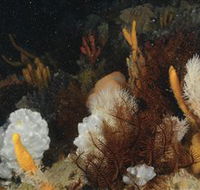 Point Hicks Marine National Park - Hotel VIC