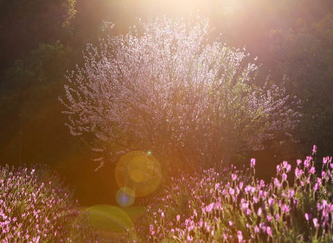 Jasmin Organics Skincare Farm And Factory - Hotel VIC 1