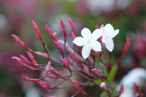 Jasmin Organics Skincare Farm And Factory - Hotel VIC 3