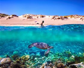Snorkel The Ningaloo Reef - Hotel VIC 0