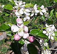 Avro Park Orchards - Hotel VIC