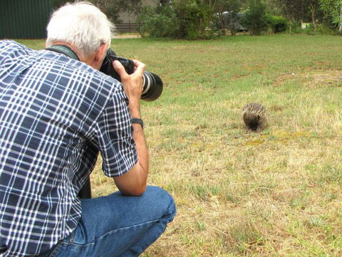Echidna Walkabout Nature Tours - Hotel VIC 7
