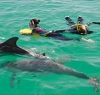 Rockingham Wild Encounters - Swim with Wild Dolphins - Hotel VIC
