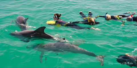 Rockingham Wild Encounters - Swim With Wild Dolphins - Hotel VIC 1