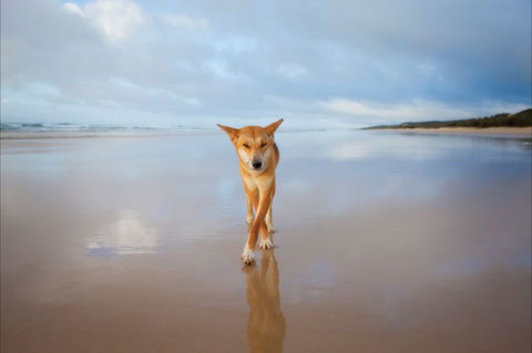 Fraser Island Adventure Tours - Hotel VIC 8