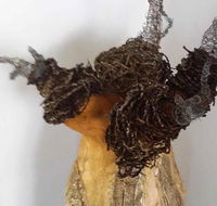 Caldera Wildscapes Gallery