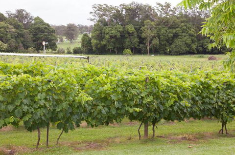 Two Tails Wines - Hotel VIC 2