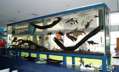Aquariums In Cairns - Hotel VIC 2