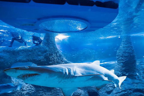 Glass Bottom Boat Adventure And AQWA General Entry Ticket - Hotel VIC 1