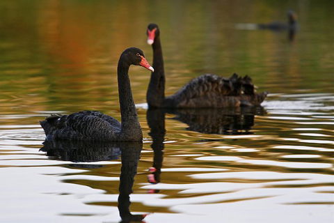 Great Ocean Road Reverse Itinerary And Phillip Island 2 Day Wildlife Encounter - Hotel VIC 7