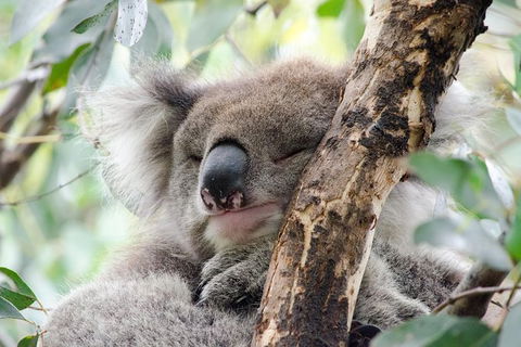 Great Ocean Road Reverse Itinerary And Phillip Island 2 Day Wildlife Encounter - Hotel VIC 2