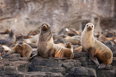 Great Ocean Road Reverse Itinerary And Phillip Island 2 Day Wildlife Encounter - Hotel VIC 10