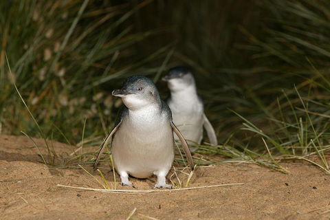 Great Ocean Road Reverse Itinerary And Phillip Island 2 Day Wildlife Encounter - Hotel VIC 16