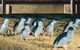 Half Day Phillip Island Penguin Parade PLUS Tour - thumb 0