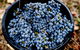 Half Day Yarra Valley Winery Day Trip From Melbourne - thumb 4
