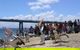 Cape Woolamai Sightseeing Cruise From San Remo - thumb 8