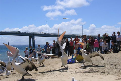 Cape Woolamai Sightseeing Cruise From San Remo - Hotel VIC 8