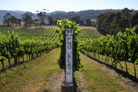 Small Group 6 Guests: Ultimate Yarra Valley Food And Wine - Mercedes Van - Hotel VIC 8