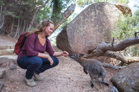 Wineglass Bay Explorer Active Day Trip From Launceston - Hotel VIC 26