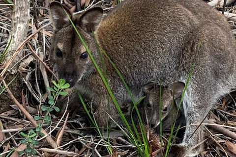Wineglass Bay Explorer Active Day Trip From Launceston - Hotel VIC 21