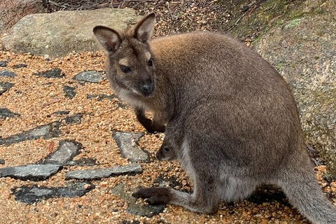 Wineglass Bay Explorer Active Day Trip From Launceston - Hotel VIC 20