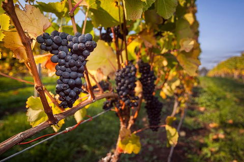 Half Day Tamar Valley Wine Tour - Hotel VIC 2