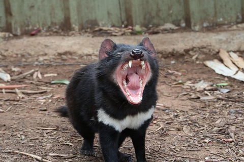 ZOODOO ZOO Tour, Meet The Famous Tasmanian Devil, Cuddle A Kangaroo, Feed A Lion - Hotel VIC 0
