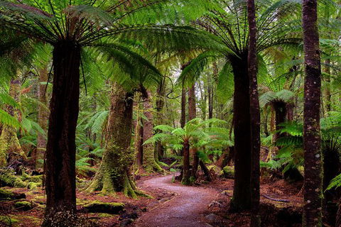 4-Day Tarkine Wilderness Photography Workshop - Hotel VIC 1