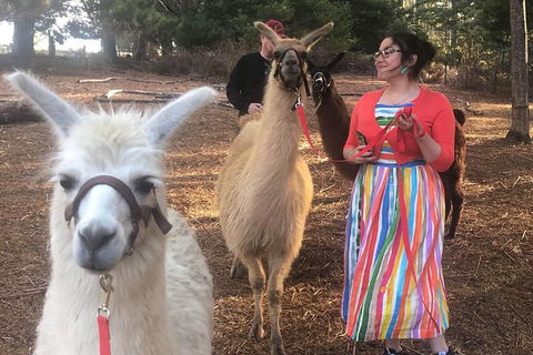 Unguided Family Llama Walk - Hotel VIC 1