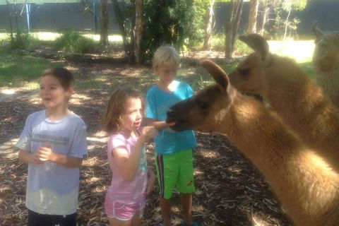 Unguided Family Llama Walk - Hotel VIC 0