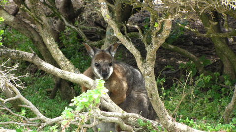 Kangaroo Island In A Day Tour From Adelaide - Hotel VIC 23