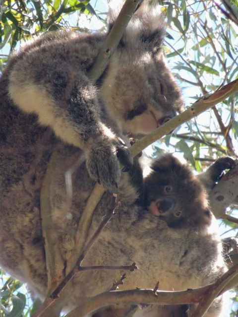 Kangaroo Island In A Day Tour From Adelaide - Hotel VIC 16