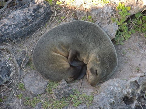 Kangaroo Island In A Day Tour From Adelaide - Hotel VIC 12