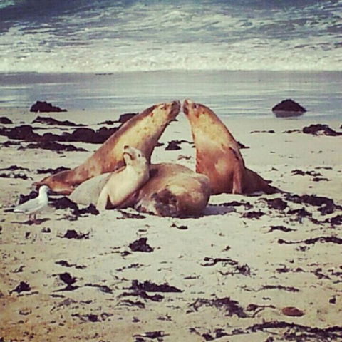 Kangaroo Island In A Day Tour From Adelaide - Hotel VIC 24