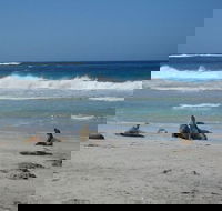Kangaroo Island in a Day Tour from Adelaide - Hotel VIC