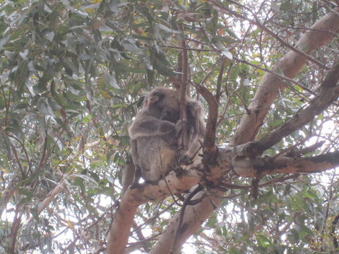 Kangaroo Island In A Day Tour From Adelaide - Hotel VIC 22