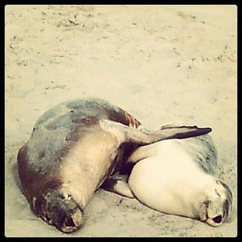 Kangaroo Island In A Day Tour From Adelaide - Hotel VIC 25