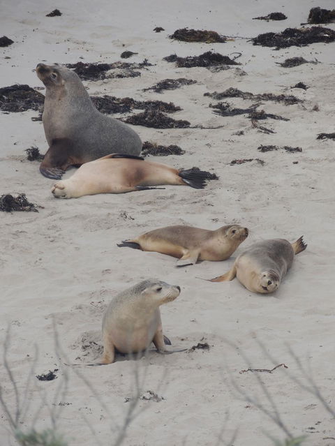 Kangaroo Island In A Day Tour From Adelaide - Hotel VIC 15