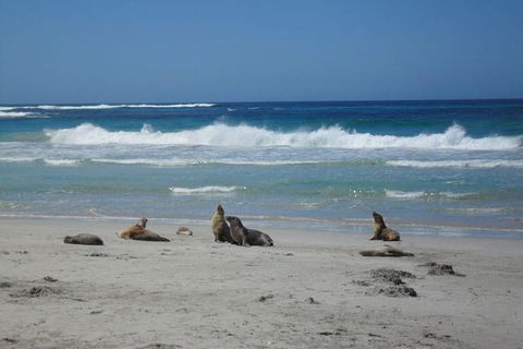 Kangaroo Island In A Day Tour From Adelaide - Hotel VIC 26